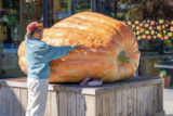 A person holds out their hands as if to measure the giant orange pumpkin before them